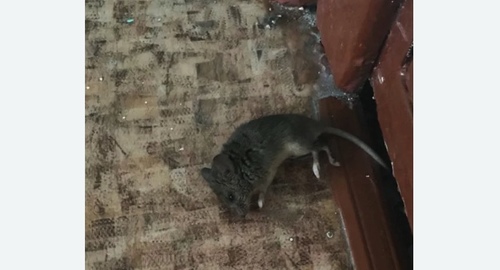 Дезинфекция от мышей во Владивостоке